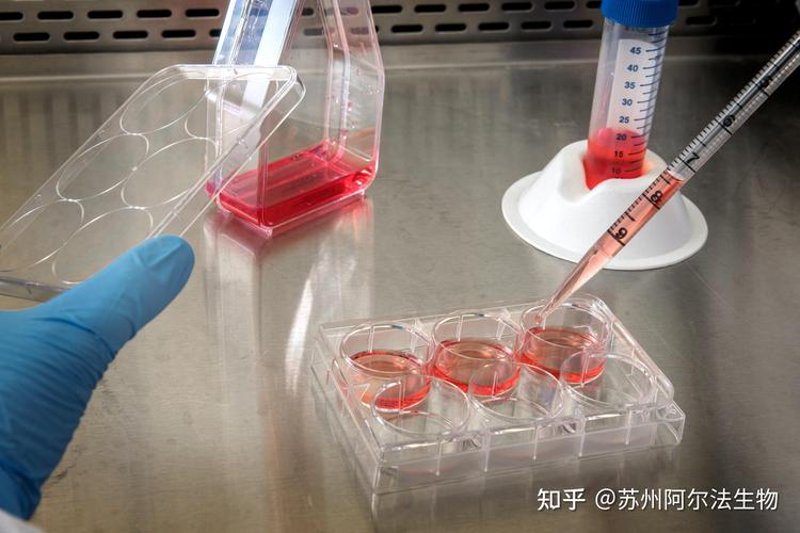 生物技术研发：开启未来医疗新纪元
