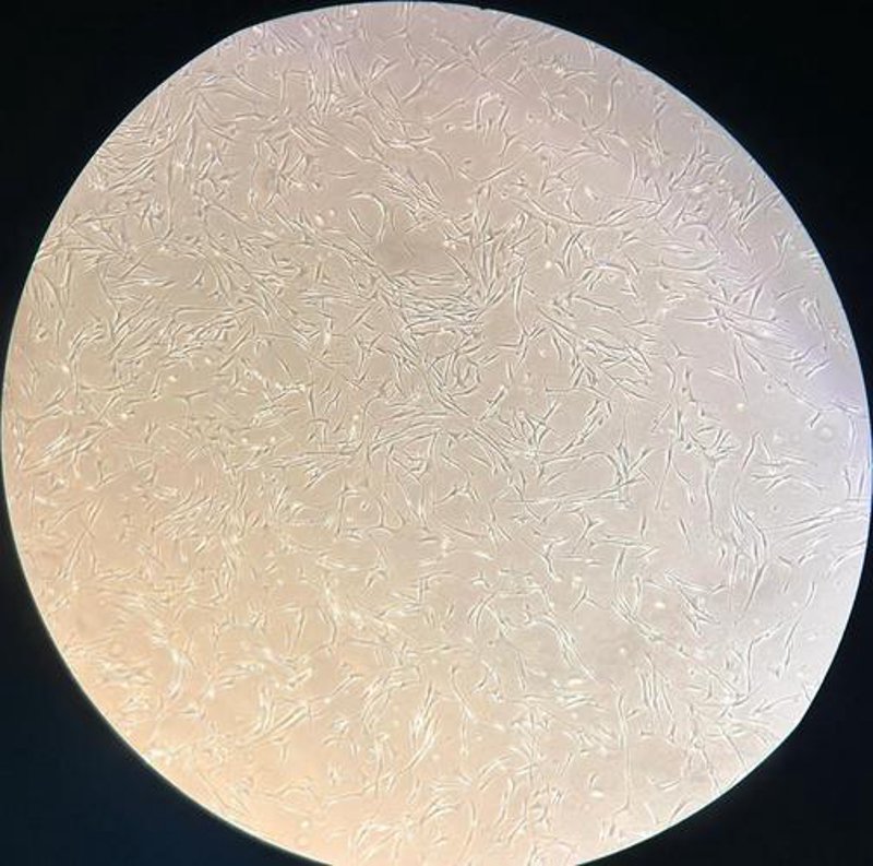 生物科技：为郑州开启绿色未来